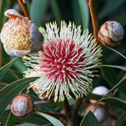 Close up of Hakea flower